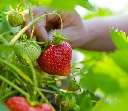 aardbeien-uit-eigen-tuin