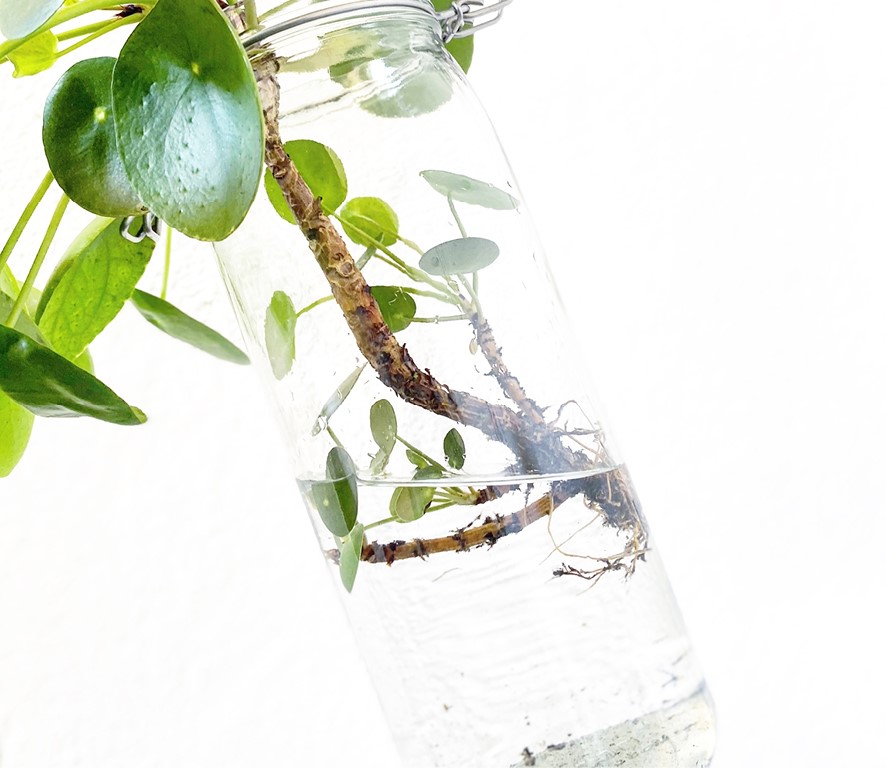 Hydroponie - Hoe laat je je planten in water leven?
