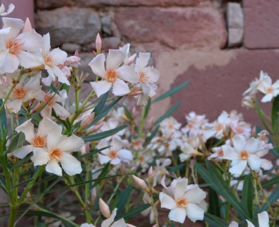 oleander-hoe-verzorgen-en-snoeien
