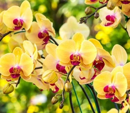 olijke-orchideeen