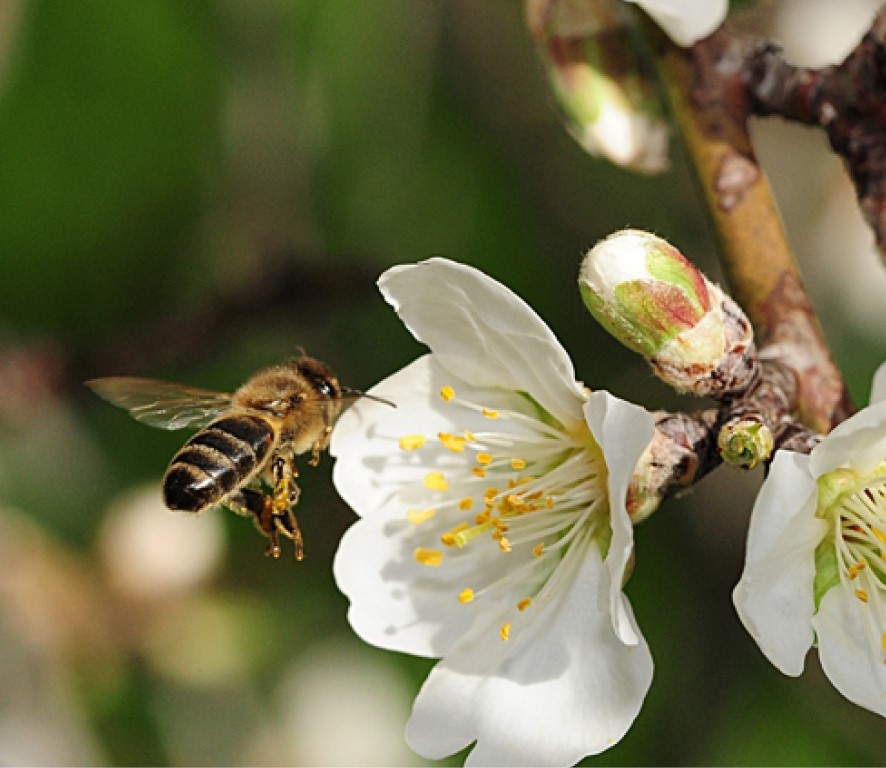 Bestuiving fruitbomen: het verhaal van bloemetjes en bijtjes