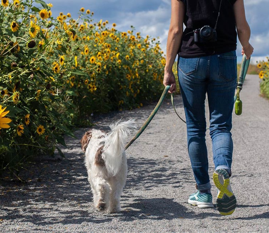 wandelen-met-je-hond-een-halsband-of-hondentuig