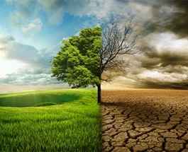 klimaatbomen-de-bomen-van-de-toekomst