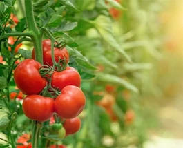 tomaten-kweken-zonder-serre-het-kan