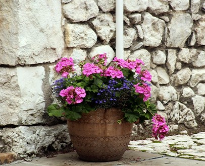 welke-planten-zijn-geschikt-voor-bloembakken-en-potten