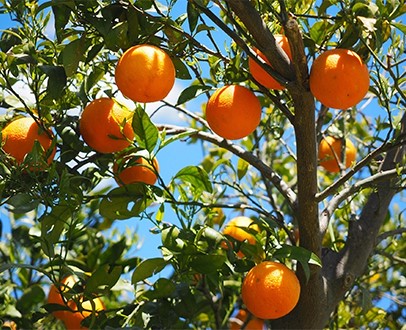 kleinfruit-snoepjes-uit-eigen-tuin