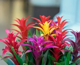 5-bloeiende-kamerplanten-voor-een-kleurrijke-zomer