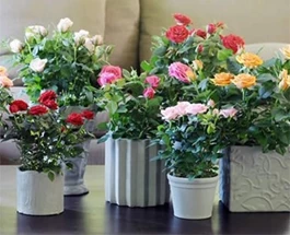 5-romantische-kamerplanten-voor-valentijn