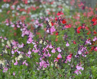 Salvia microphylla: zomertopper voor tuin en terras