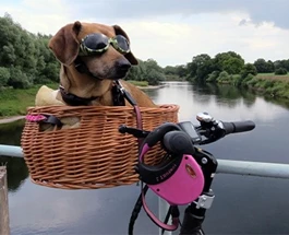 hoe-neem-je-je-hond-mee-op-de-fiets