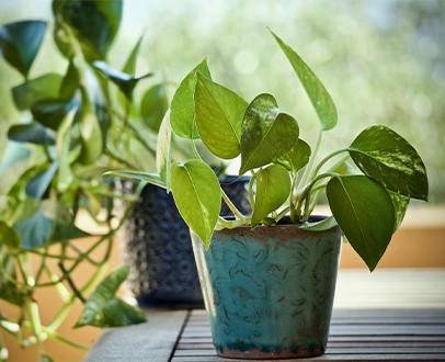 groene-starters-5-ideale-planten-als-housewarming-cadeau