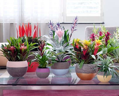 3-tips-voor-extra-veel-bloemen-op-je-kamerplanten