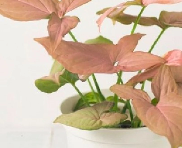zo-verzorg-je-je-syngonium-kamerplant
