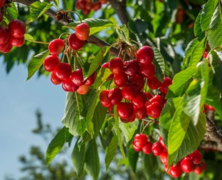 fruitbomen-een-smakelijke-verrijking-voor-je-tuin