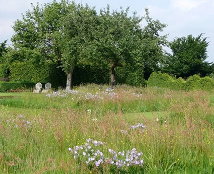 gazon-vol-bloemen-zo-doe-je-dat