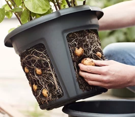 je-eigen-aardappelen-kweken-ook-zonder-tuin