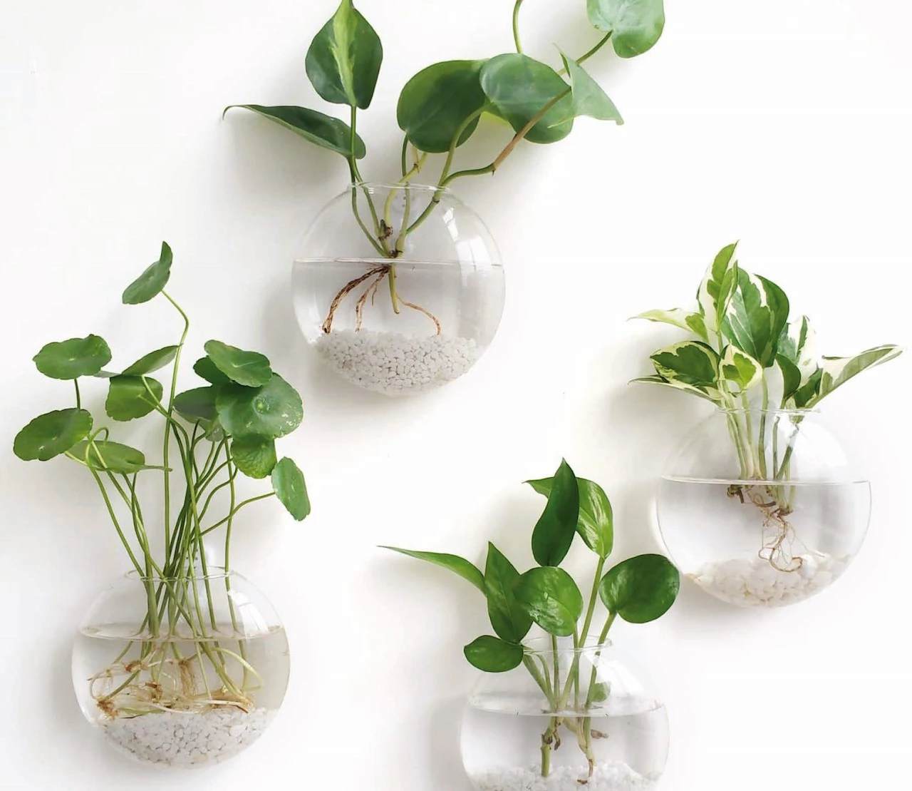 kamerplanten-op-water-houden-makkelijker-dan-je-denkt