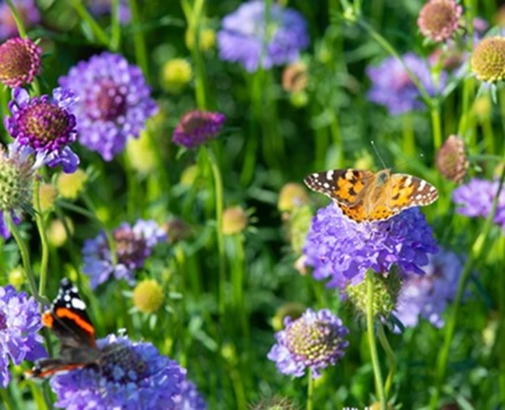 jouw-gids-voor-een-duurzame-en-klimaatbewuste-tuin