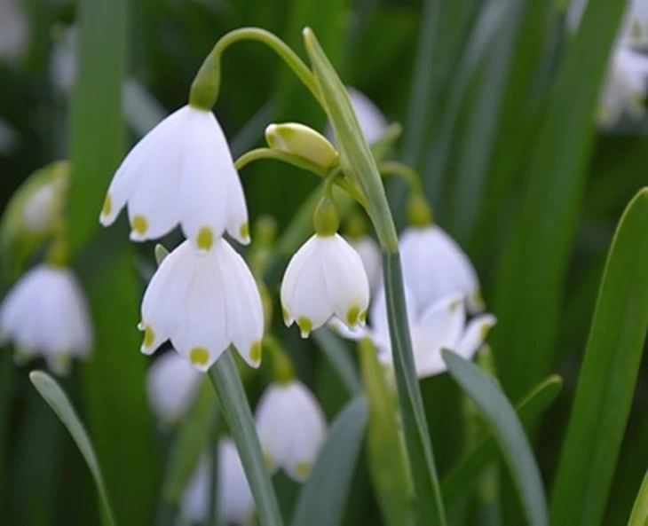 leucojum-de-ontdekking-van-de-lentetuin