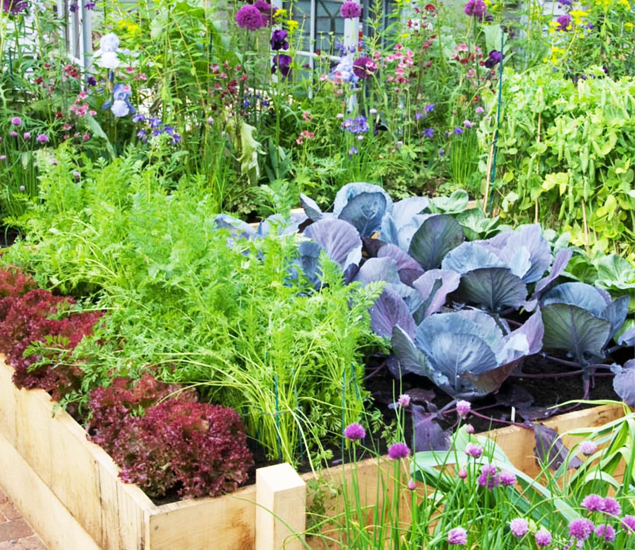 moestuin-juni-oogsten-wissel-van-de-wacht