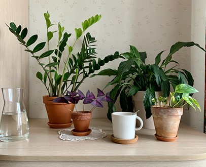 dit-zijn-de-makkelijkste-kamerplanten-voor-een-groen-interieur