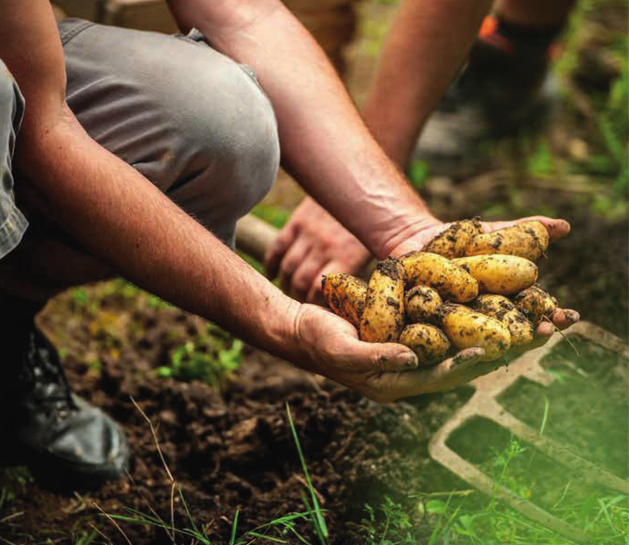 aardappelen-kweken-5-stappen-tot-succesvolle-oogst