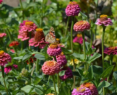 een-boeket-uit-eigen-tuin-dit-zijn-de-10-mooiste-plukbloemen