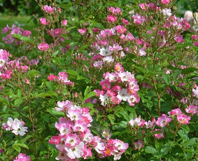 de-mooiste-rozen-voor-een-biodiverse-tuin-kleur-geur-en-leven
