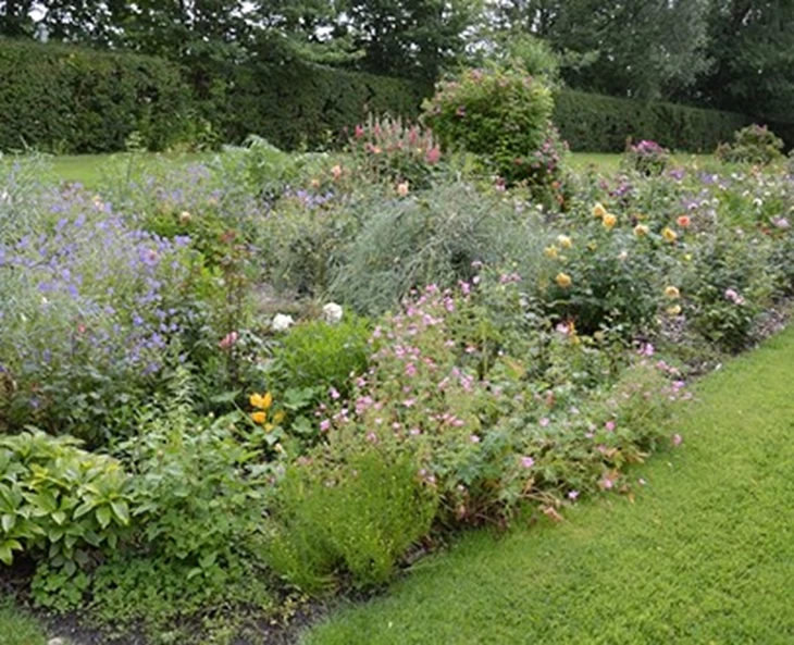 deze-10-planten-staan-het-mooist-bij-rozen
