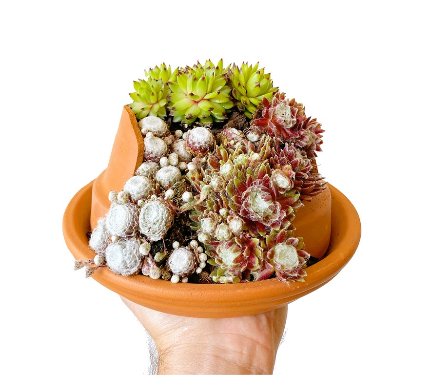 samen-sterk-kamerplanten-samen-in-de-pot