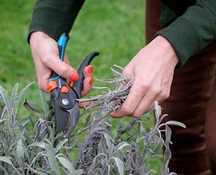 minder-snoeien-in-februari-en-maart-zo-krijg-je-toch-een-prachtige-tuin