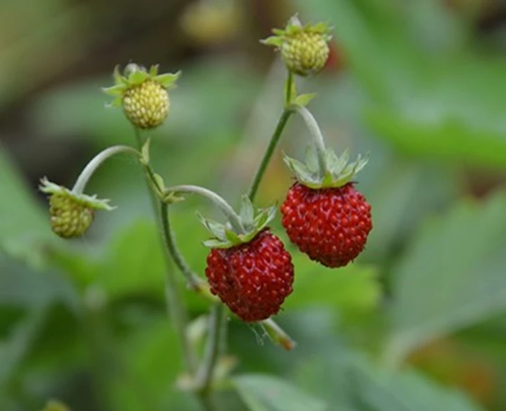 7-x-verrassend-snoeplekkers-om-op-je-terras-te-kweken