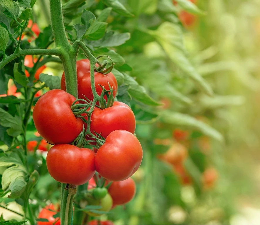 tomatensoorten-eindeloze-smaken-vormen