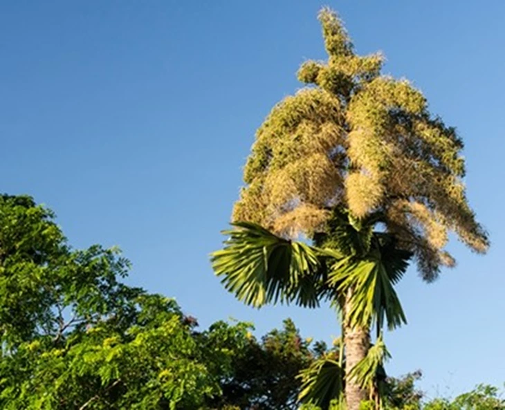 de-vreemdste-planten-ter-wereld-deel-2