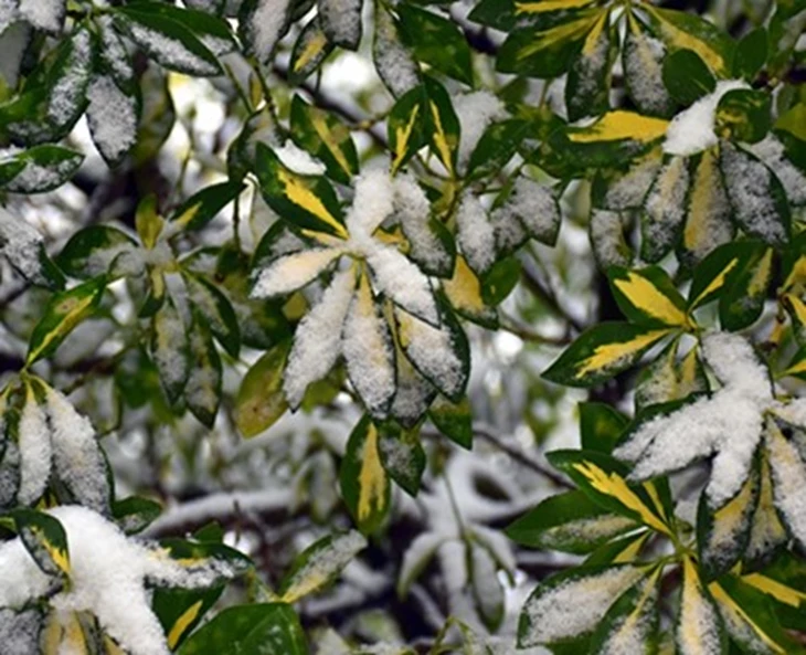 een-wintergroene-tuin