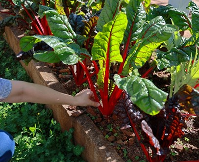 4-nieuwe-groenten-voor-je-moestuin