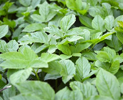 zevenblad-hoe-geraak-je-er-echt-vanaf-zonder-gif