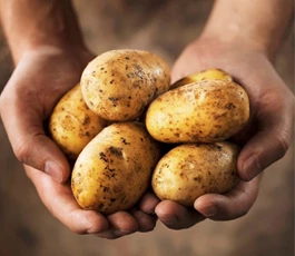 kweek-je-eigen-aardappelen