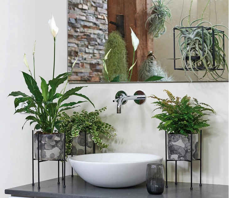 maak-van-je-badkamer-een-oase-met-deze-planten