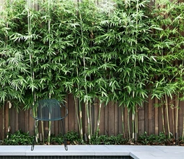 bamboe-of-siergras