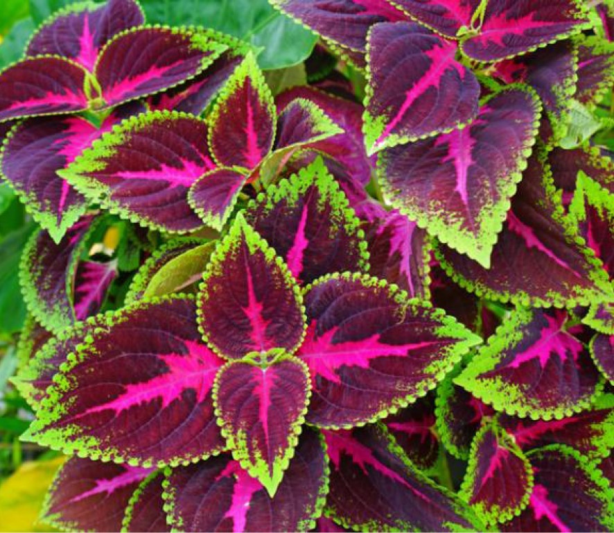 flashy-flora-7-felle-kamerplanten-voor-meer-kleur-in-huis