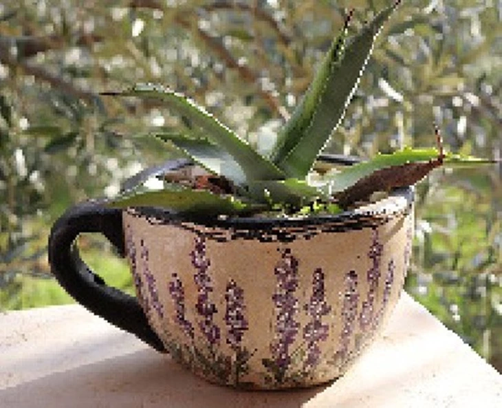 zo-verzorg-je-je-agave-binnen-en-buiten