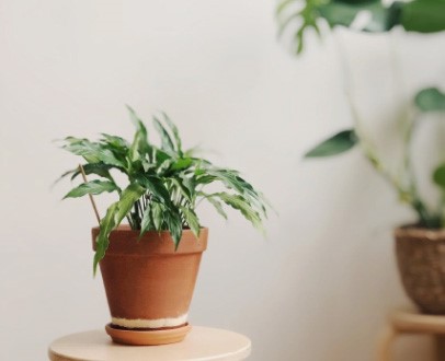 zo-herken-je-een-voedingstekort-bij-je-kamerplant