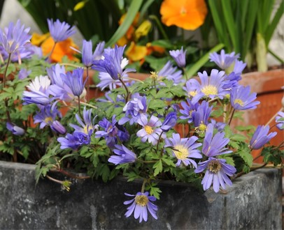 bloembollen-in-de-tuin-5-keer-anders