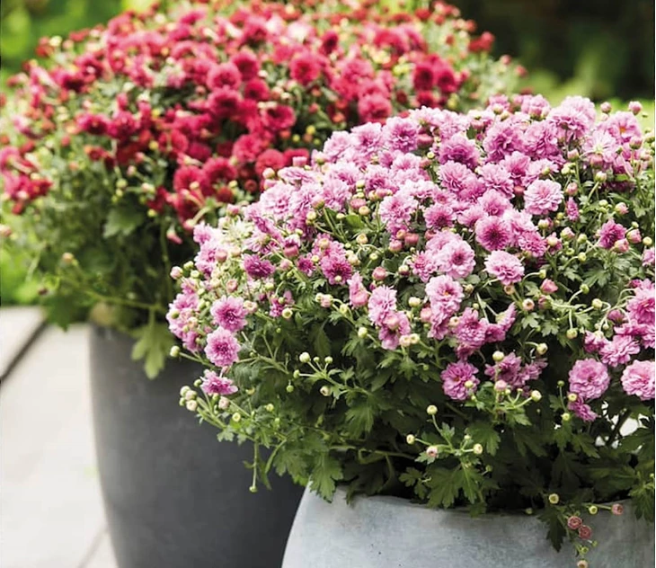 bolchrysanten-ouderwets-of-helemaal-hip