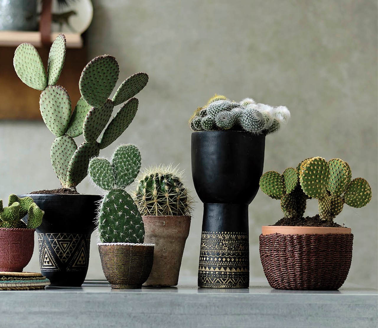 simpel-maar-stekelig-de-comeback-van-cactussen