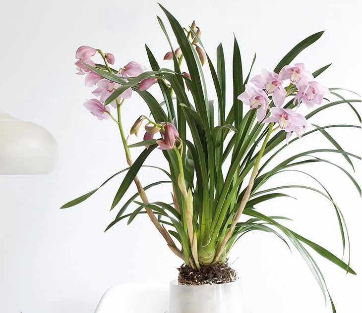 cymbidium-de-koning-der-orchideeen