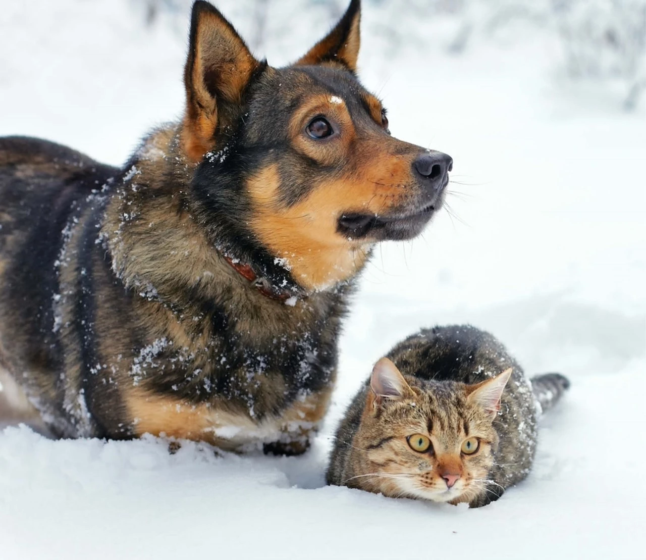 bescherm-je-huisdieren-tegen-de-kou