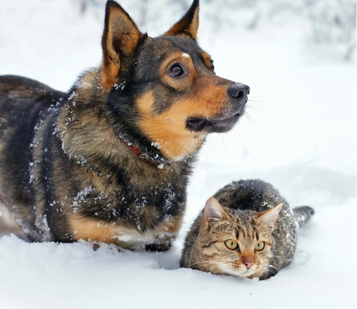 bescherm-je-huisdieren-tegen-de-kou
