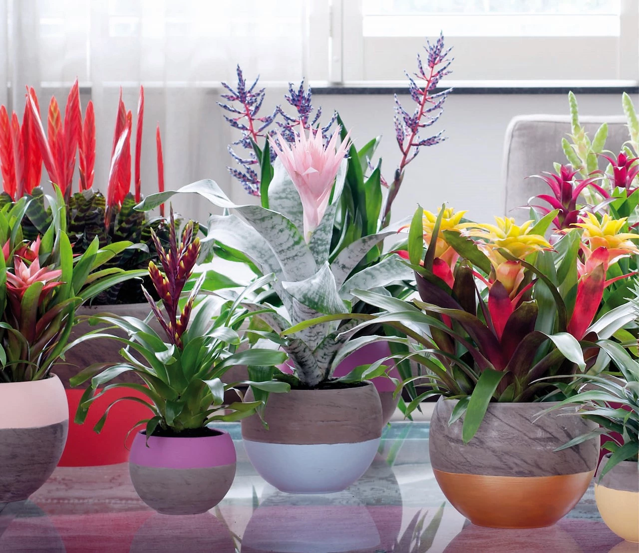 vijf-kamerplanten-met-een-exotische-look